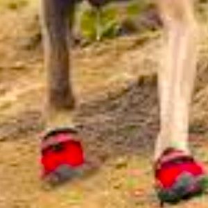 🐾 ⛰ 🐾 • 🐶👟 VIBRAM x Adventure Vibes 👟🐶•🐾